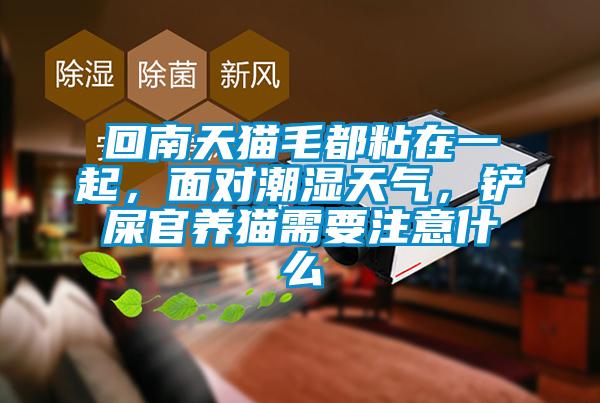 回南天貓毛都粘在一起，面對潮濕天氣，鏟屎官養(yǎng)貓需要注意什么