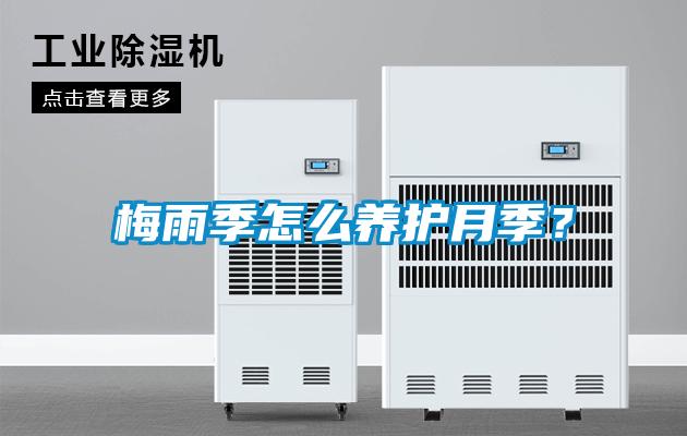 梅雨季怎么養護月季？