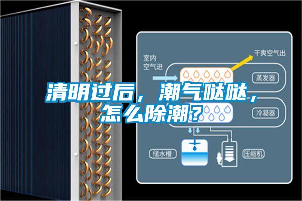 清明過(guò)后，潮氣噠噠，怎么除潮？