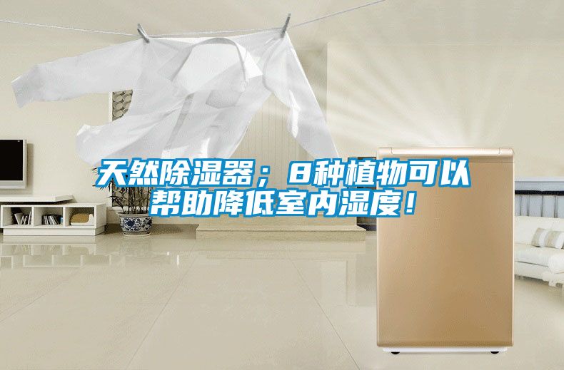 天然除濕器；8種植物可以幫助降低室內濕度！
