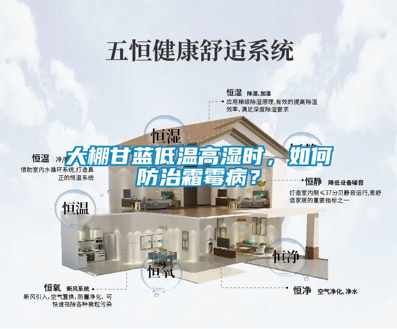大棚甘藍(lán)低溫高濕時(shí)，如何防治霜霉??？